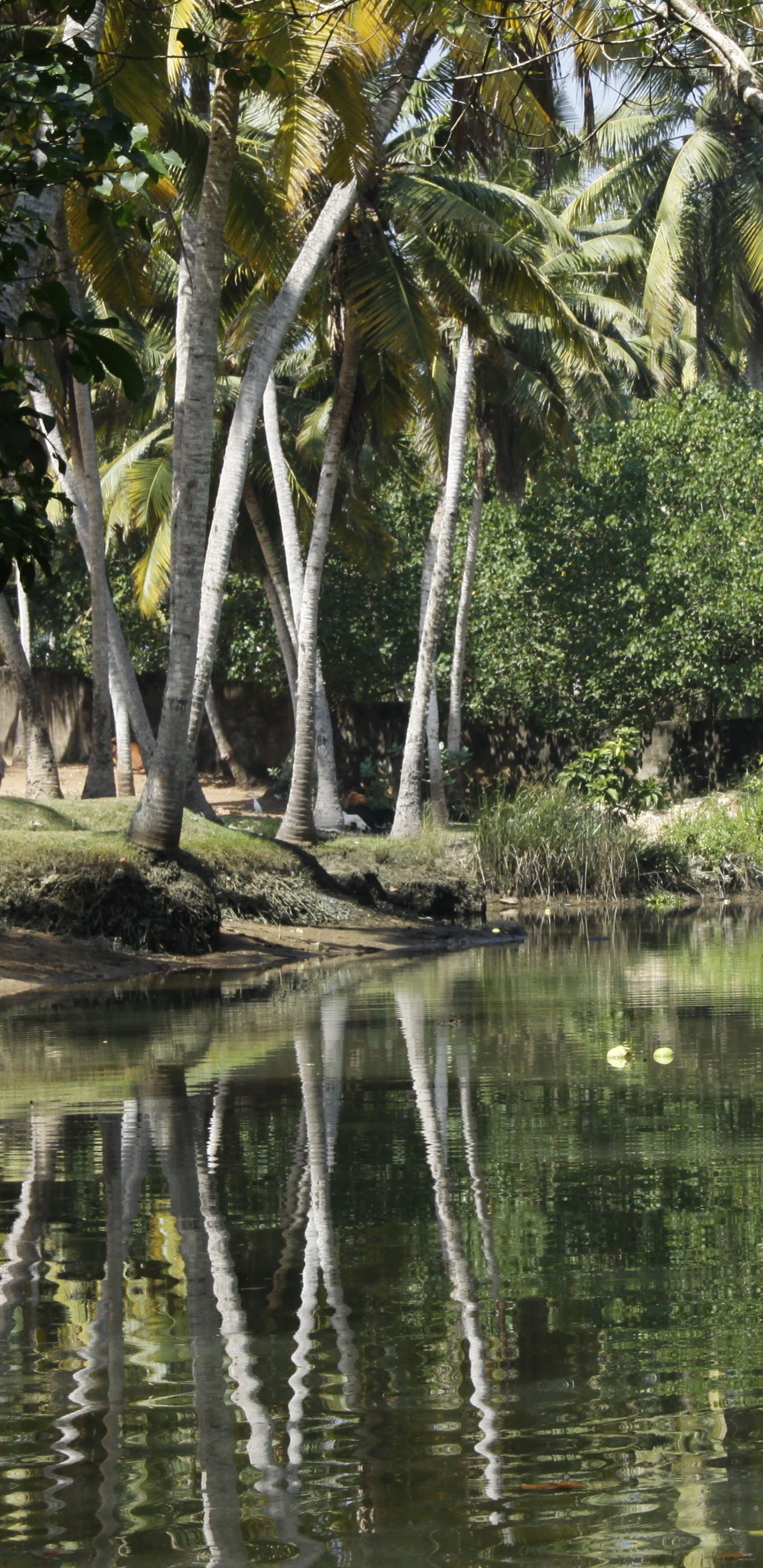 Green Trees Beside River During Daytime. Wallpaper in 1440x2960 Resolution