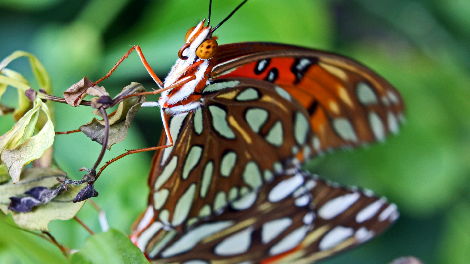 Brauner Und Weißer Schmetterling Auf Grünem Blatt. Wallpaper in 1920x1080 Resolution