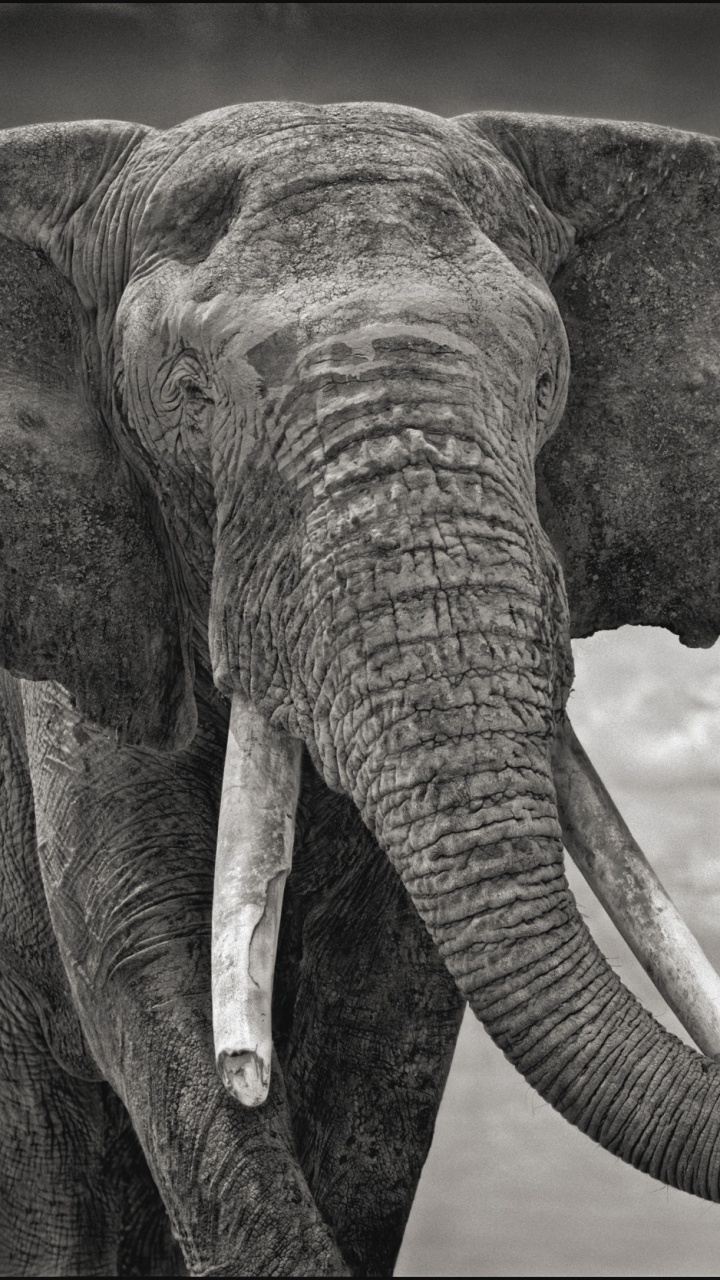 Elefante en Fotografía de Cerca. Wallpaper in 720x1280 Resolution