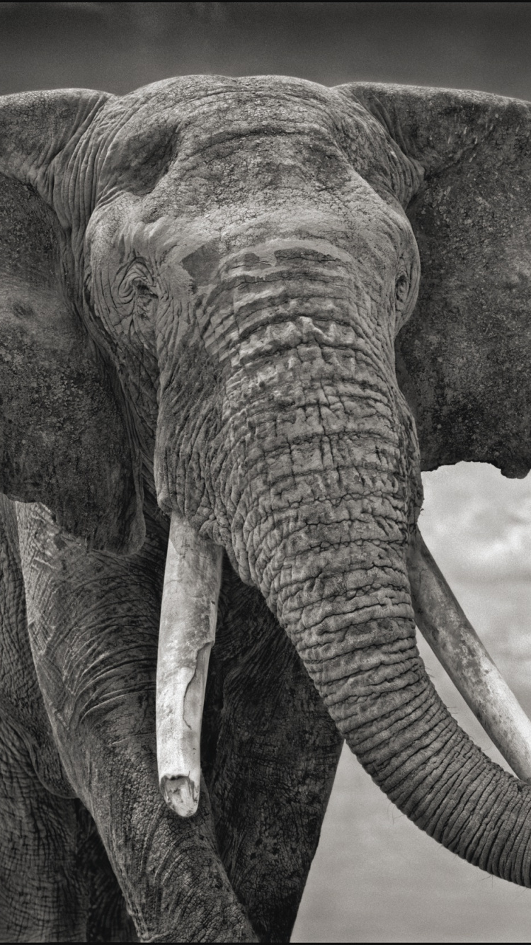 Elefante en Fotografía de Cerca. Wallpaper in 750x1334 Resolution