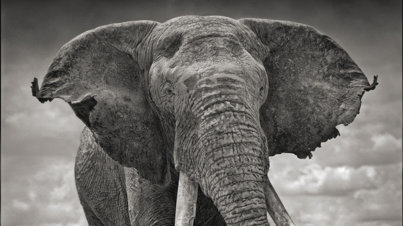 Elefant in Nahaufnahme. Wallpaper in 1366x768 Resolution