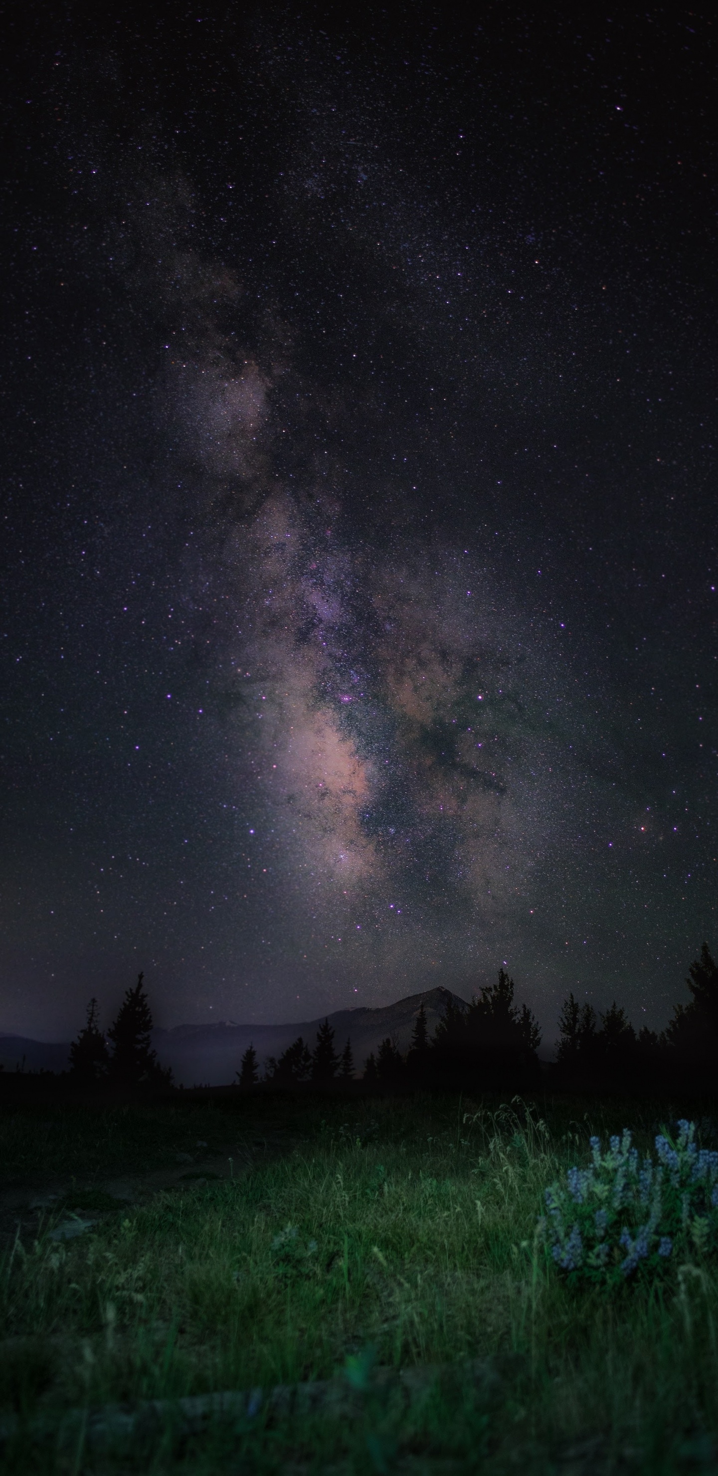 Apple, IPhone, IPhone X, Apples, Ios. Wallpaper in 1440x2960 Resolution