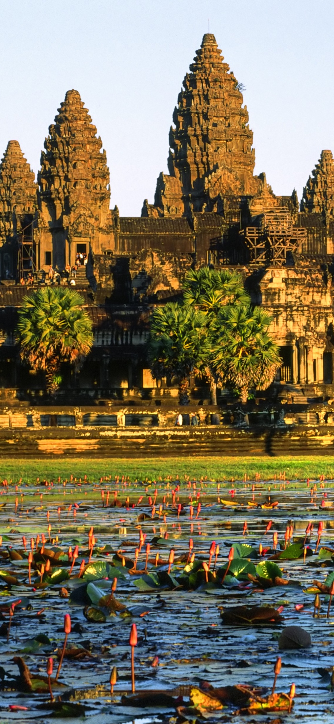 Grüne Bäume in Der Nähe Von Gewässern Tagsüber Water. Wallpaper in 1125x2436 Resolution