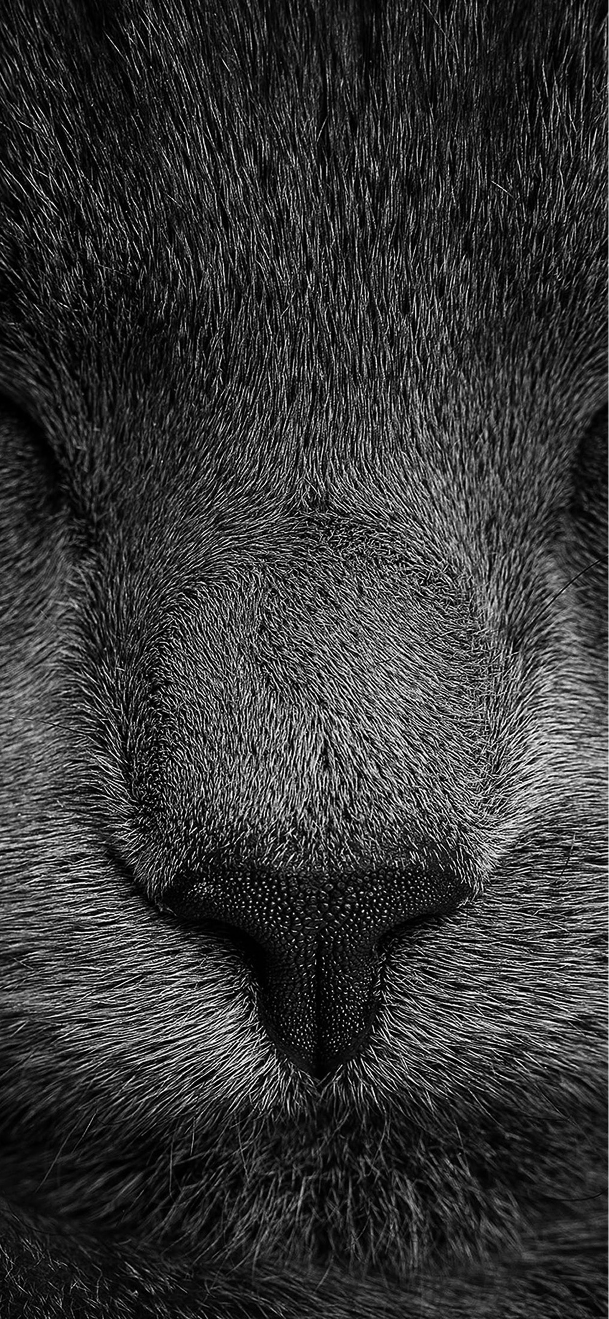 Photo en Niveaux de Gris D'oeil de Chat. Wallpaper in 1242x2688 Resolution