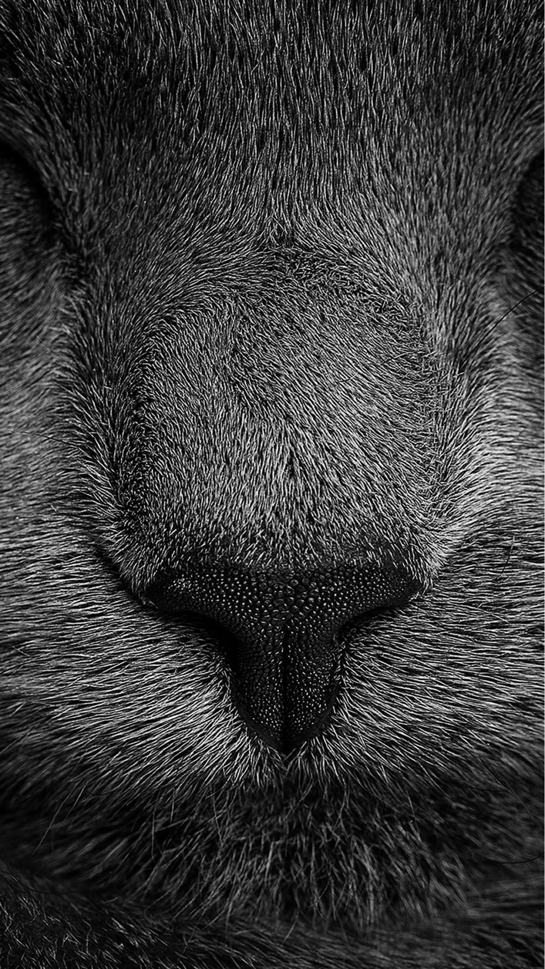 Grayscale Photo of Cats Eye. Wallpaper in 1080x1920 Resolution