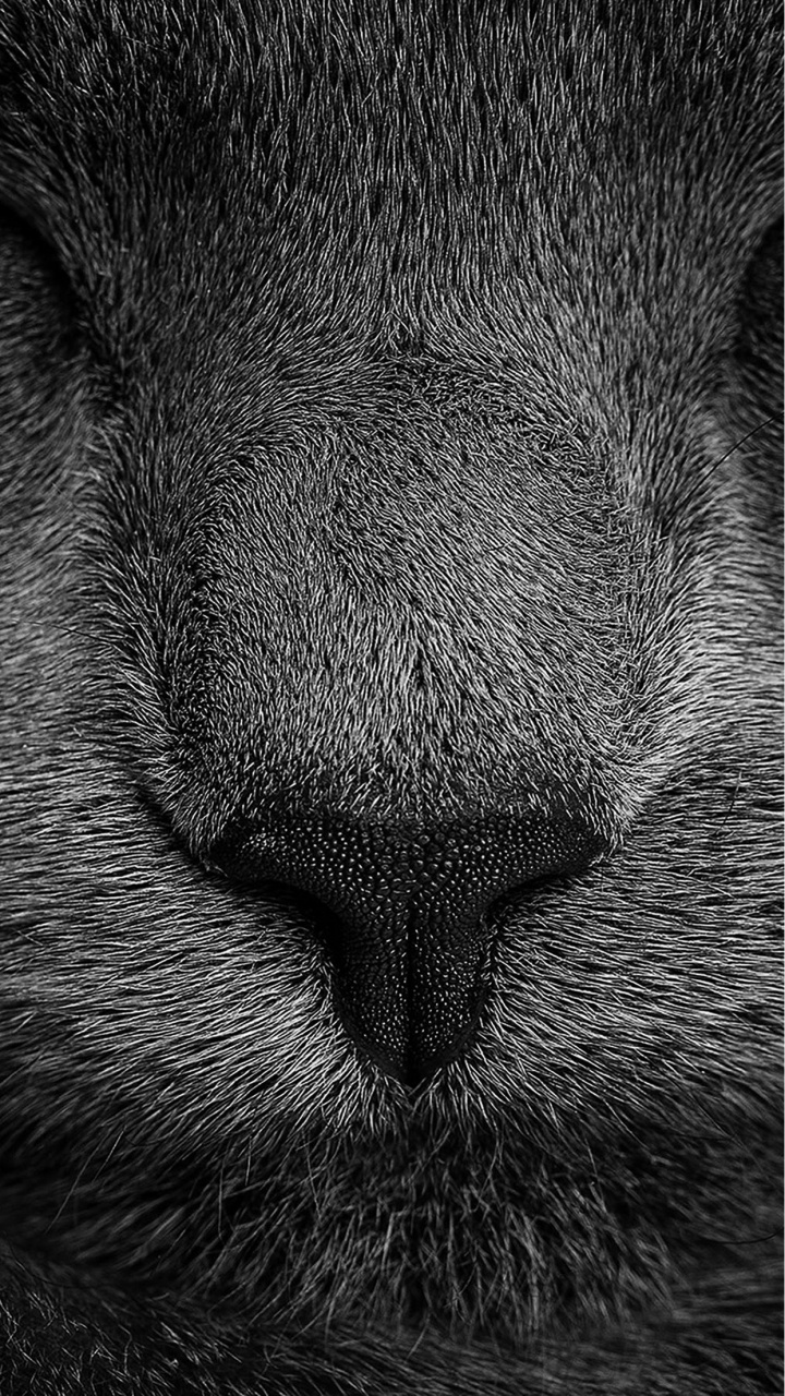 Grayscale Photo of Cats Eye. Wallpaper in 720x1280 Resolution