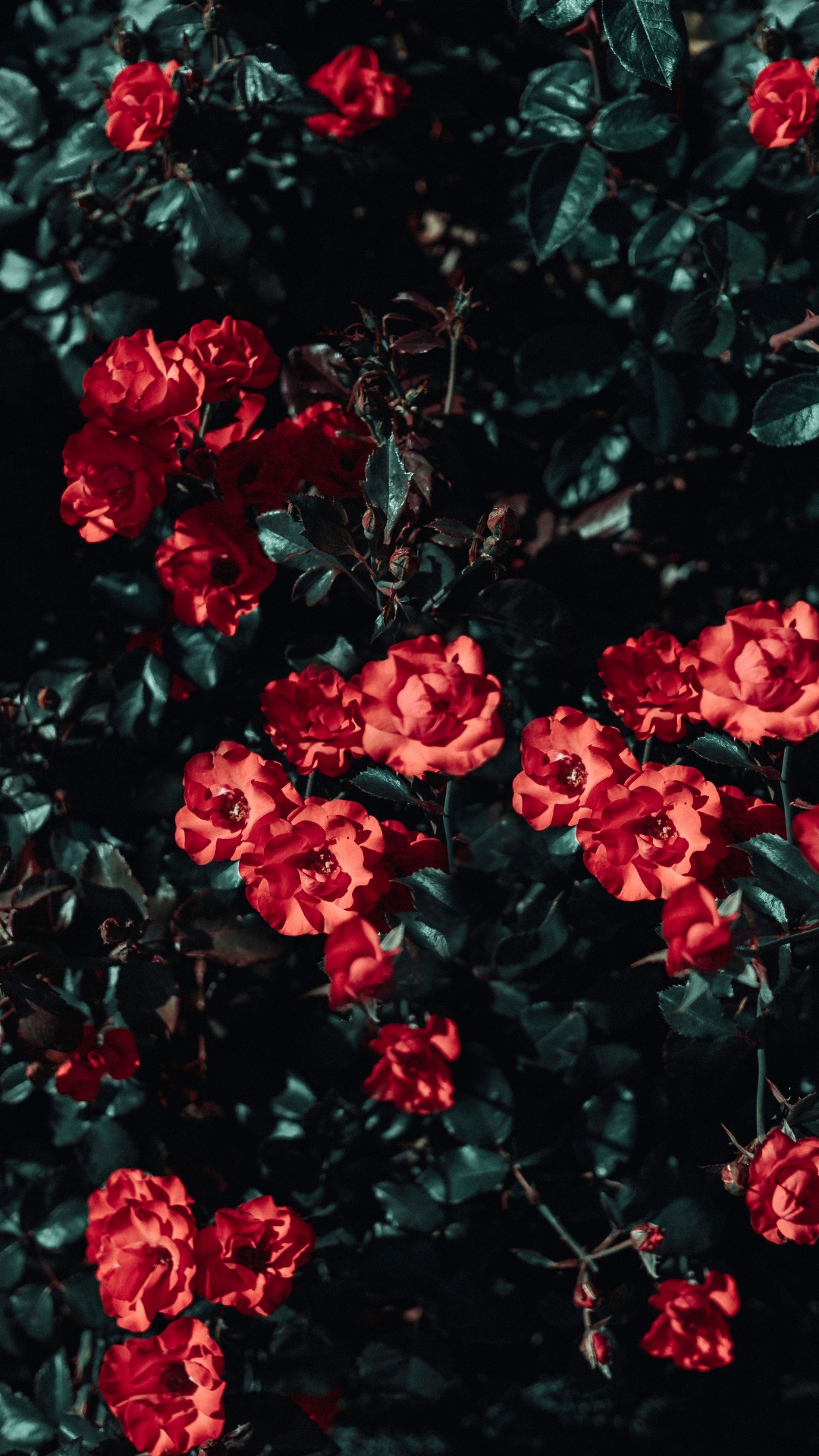 Red Flowers With Green Leaves. Wallpaper in 1080x1920 Resolution