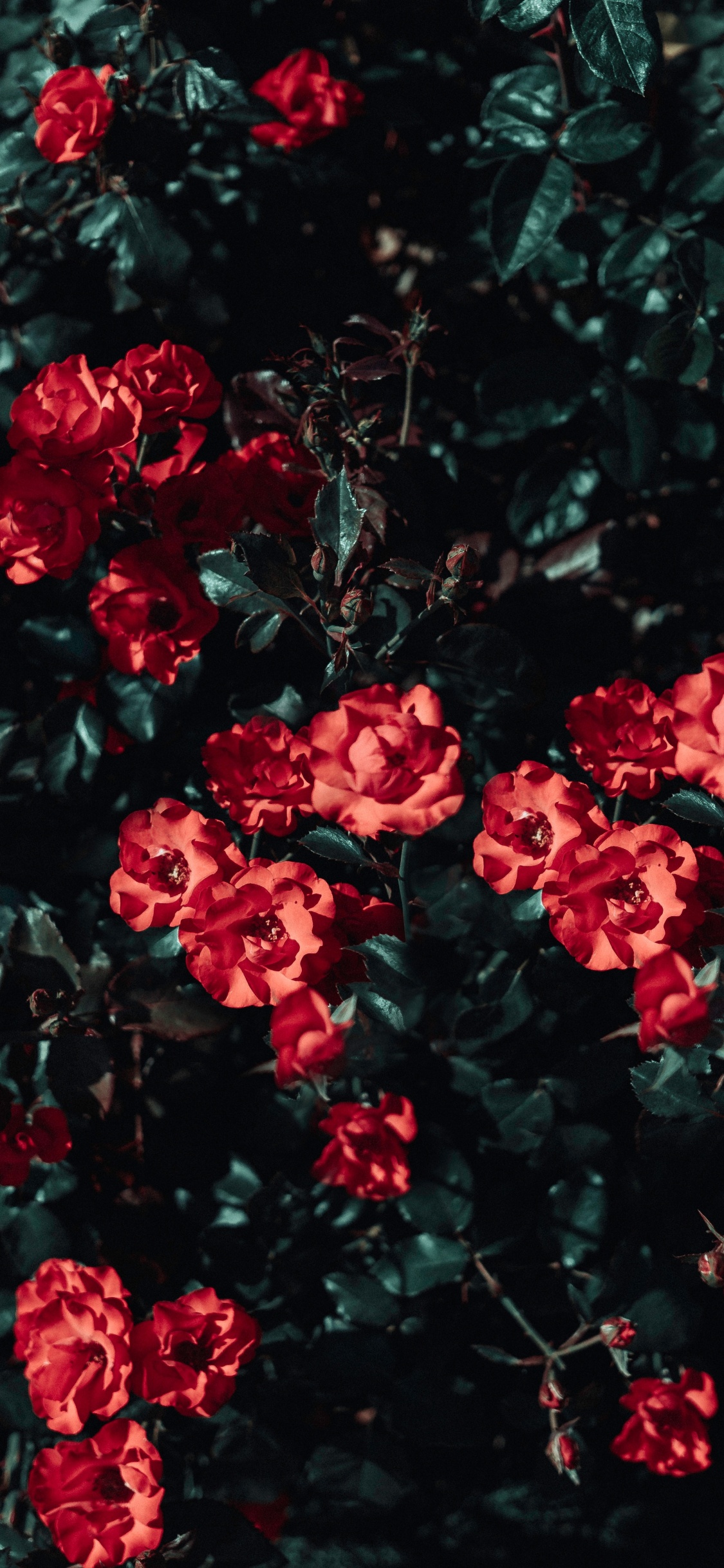 Red Flowers With Green Leaves. Wallpaper in 1125x2436 Resolution