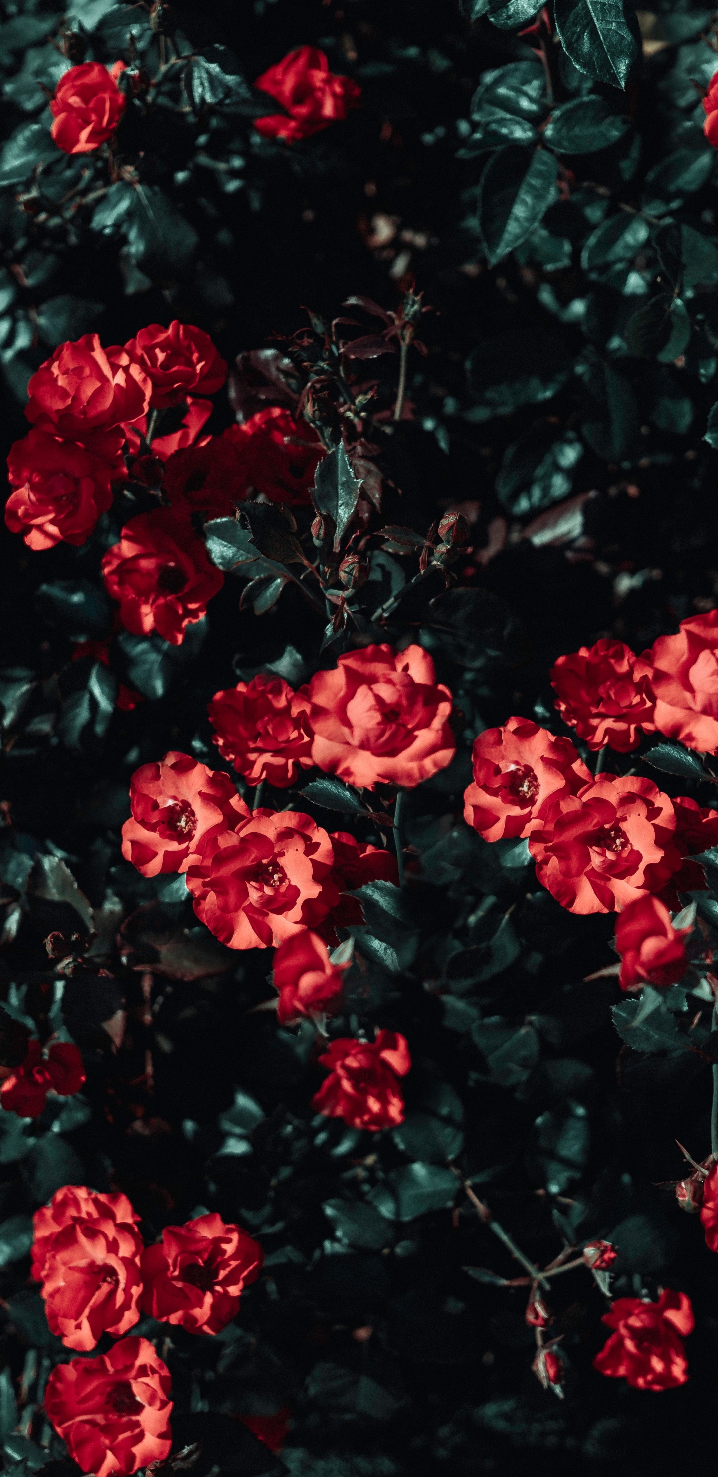 Red Flowers With Green Leaves. Wallpaper in 1440x2960 Resolution