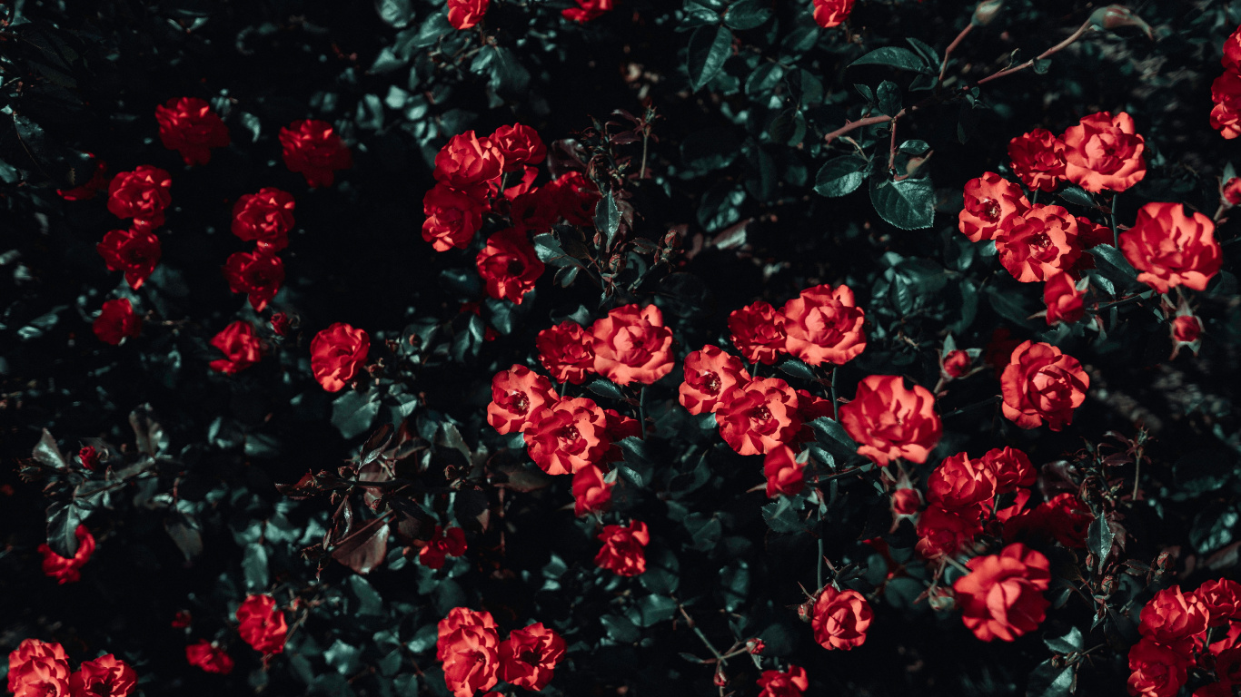 Rote Blüten Mit Grünen Blättern. Wallpaper in 1366x768 Resolution