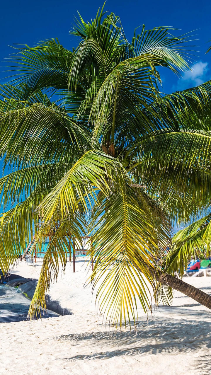 Green Palm Tree on White Sand Beach During Daytime. Wallpaper in 720x1280 Resolution