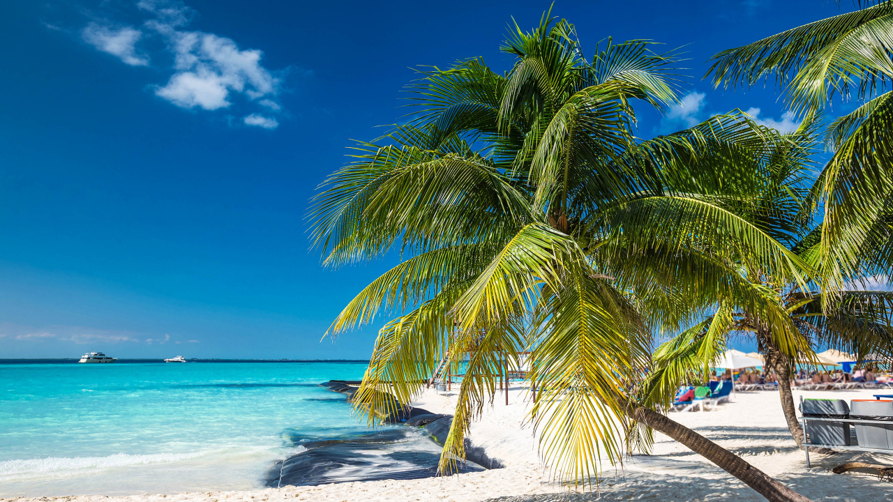 Palmera Verde en la Playa de Arena Blanca Durante el Día. Wallpaper in 1280x720 Resolution