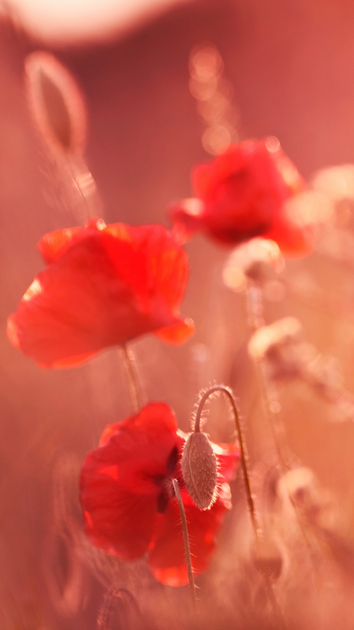 Red Flower in Tilt Shift Lens. Wallpaper in 720x1280 Resolution