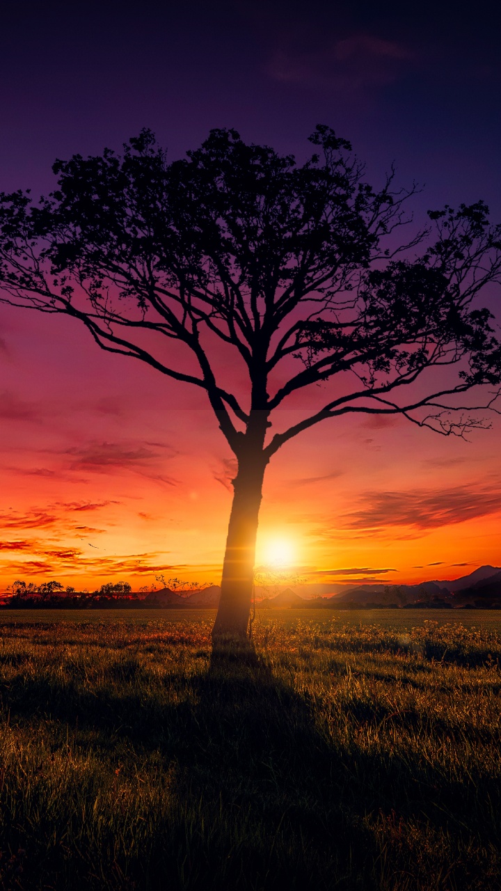 Árbol Sin Hojas en el Campo de Hierba Durante la Puesta de Sol. Wallpaper in 720x1280 Resolution