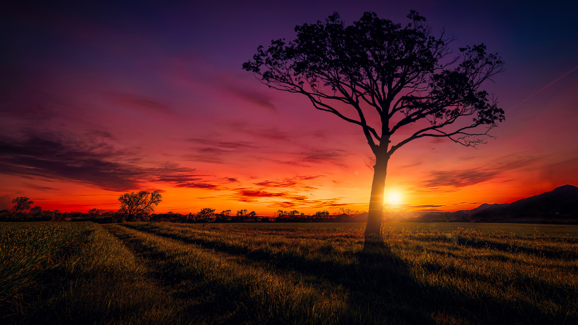 Leafless Tree on Grass Field During Sunset. Wallpaper in 1920x1080 Resolution