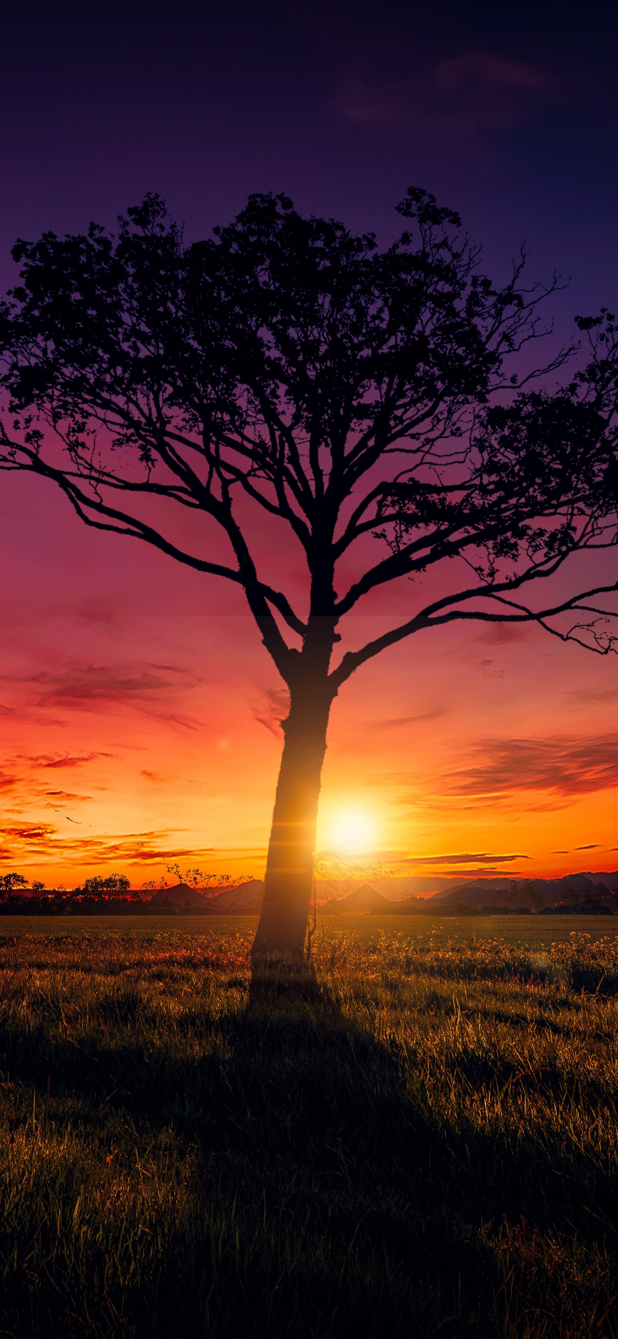 Kahlen Baum Auf Der Wiese Bei Sonnenuntergang. Wallpaper in 1242x2688 Resolution
