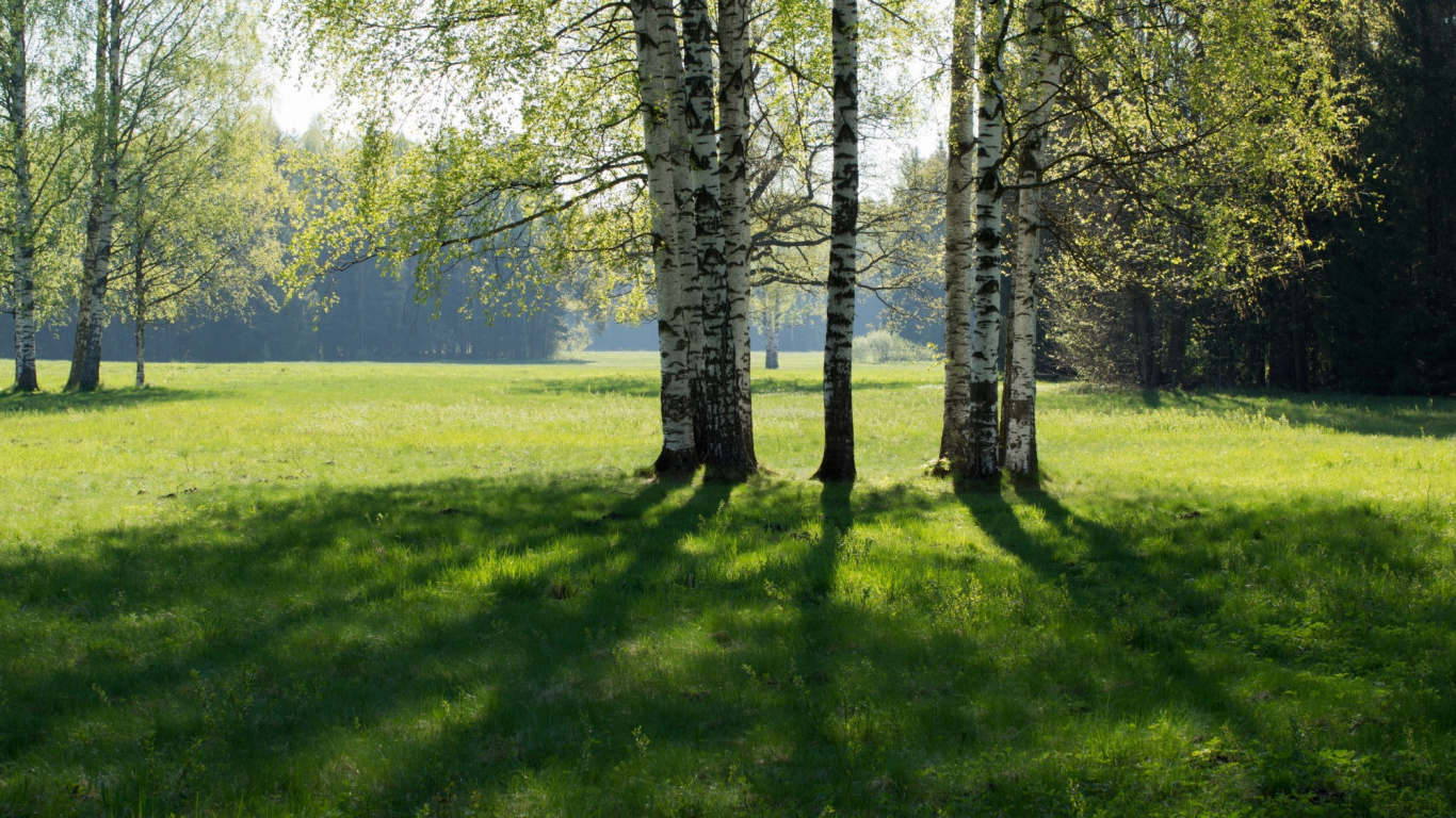 Green Grass Field With Trees During Daytime. Wallpaper in 1366x768 Resolution