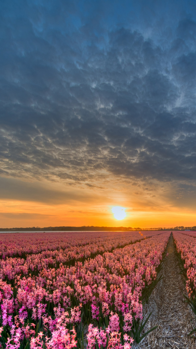Lila Blumenfeld Unter Bewölktem Himmel Bei Sonnenuntergang. Wallpaper in 750x1334 Resolution