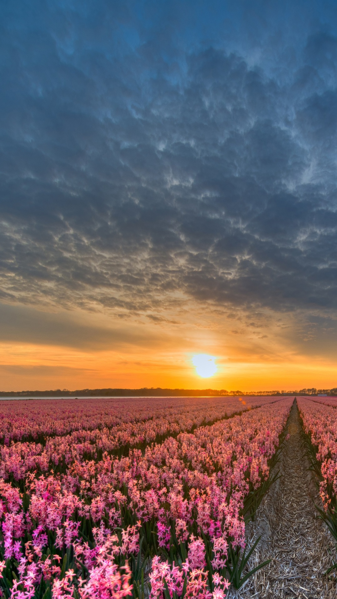 Purple Flower Field Under Cloudy Sky During Sunset. Wallpaper in 1080x1920 Resolution