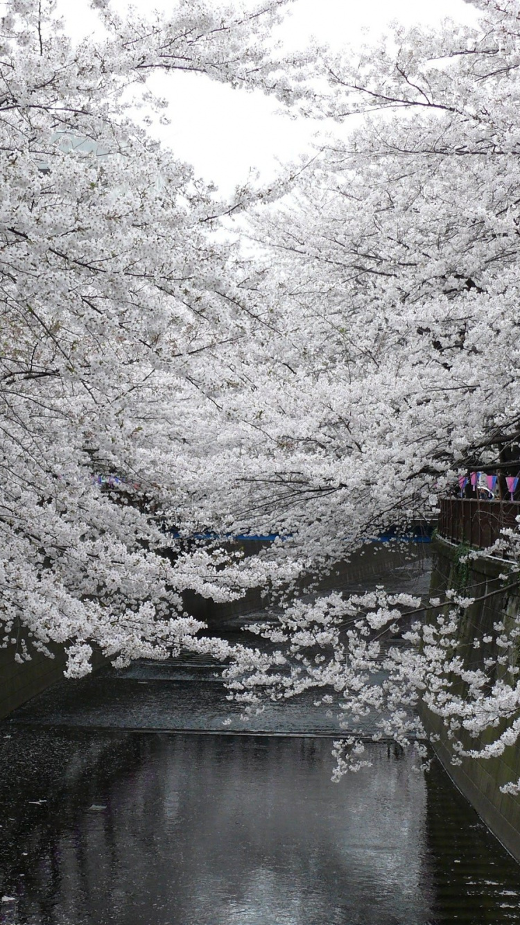 樱花, 日本, 开花, 弹簧, 颜色 壁纸 750x1334 允许