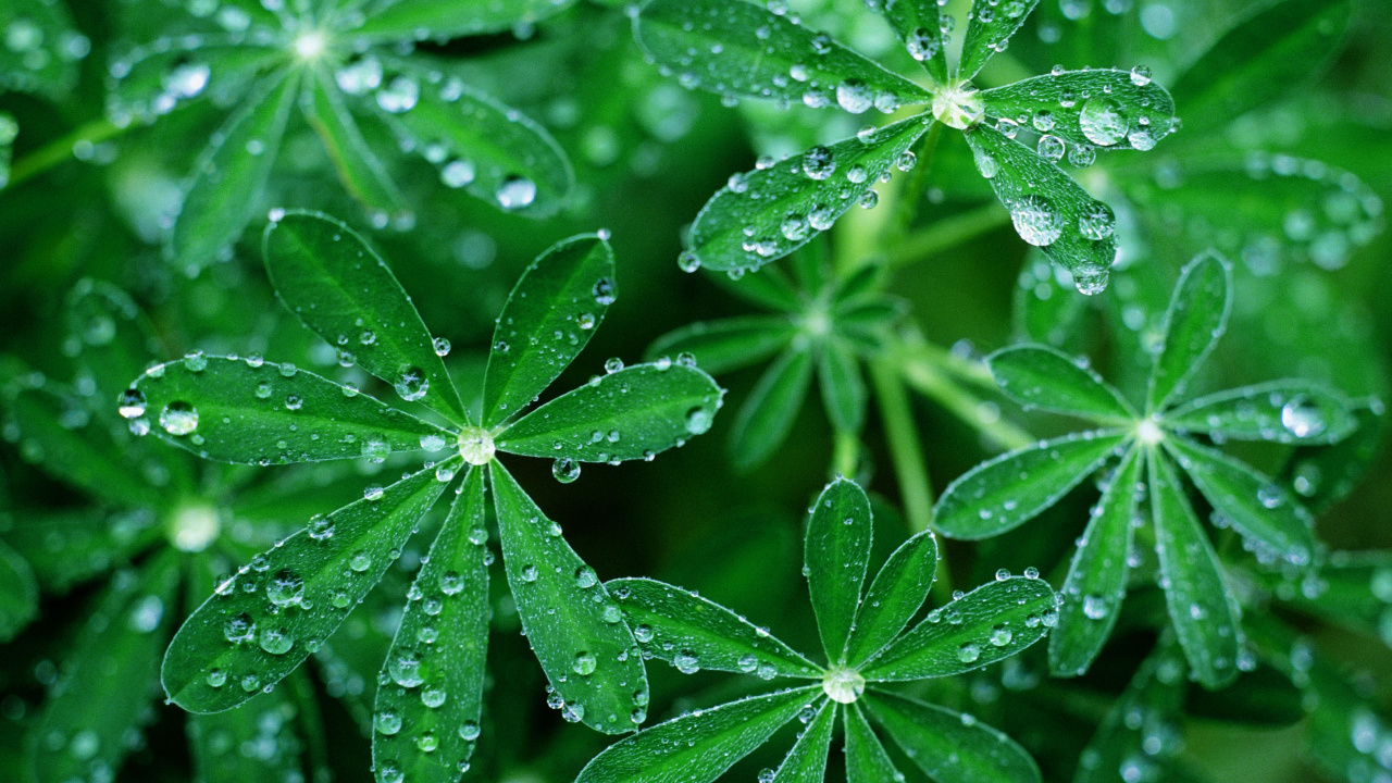 Green Leaves With Water Droplets. Wallpaper in 1280x720 Resolution