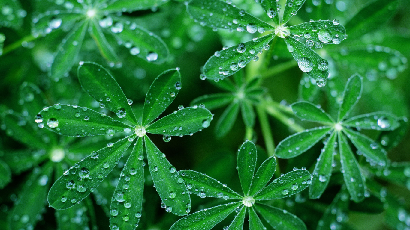 Green Leaves With Water Droplets. Wallpaper in 1366x768 Resolution