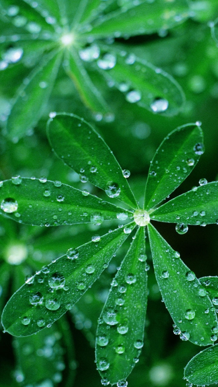 Green Leaves With Water Droplets. Wallpaper in 720x1280 Resolution