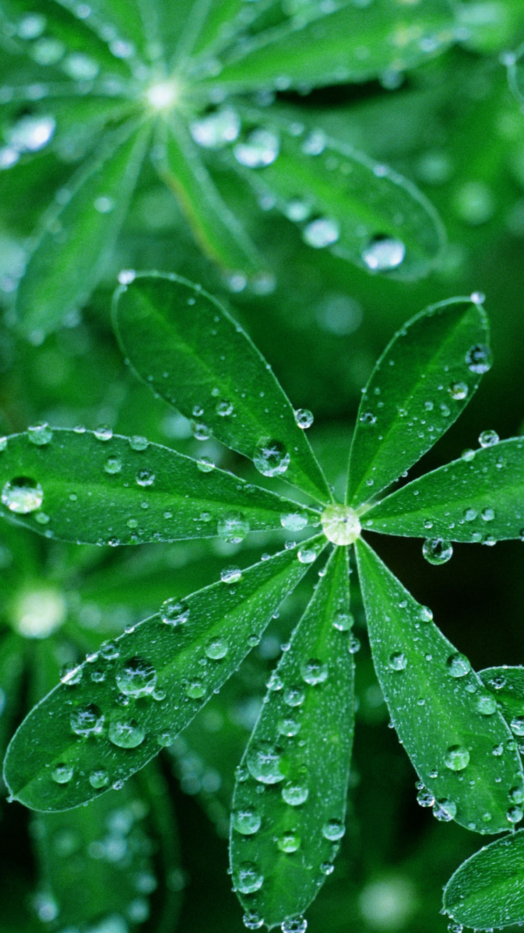 Green Leaves With Water Droplets. Wallpaper in 750x1334 Resolution