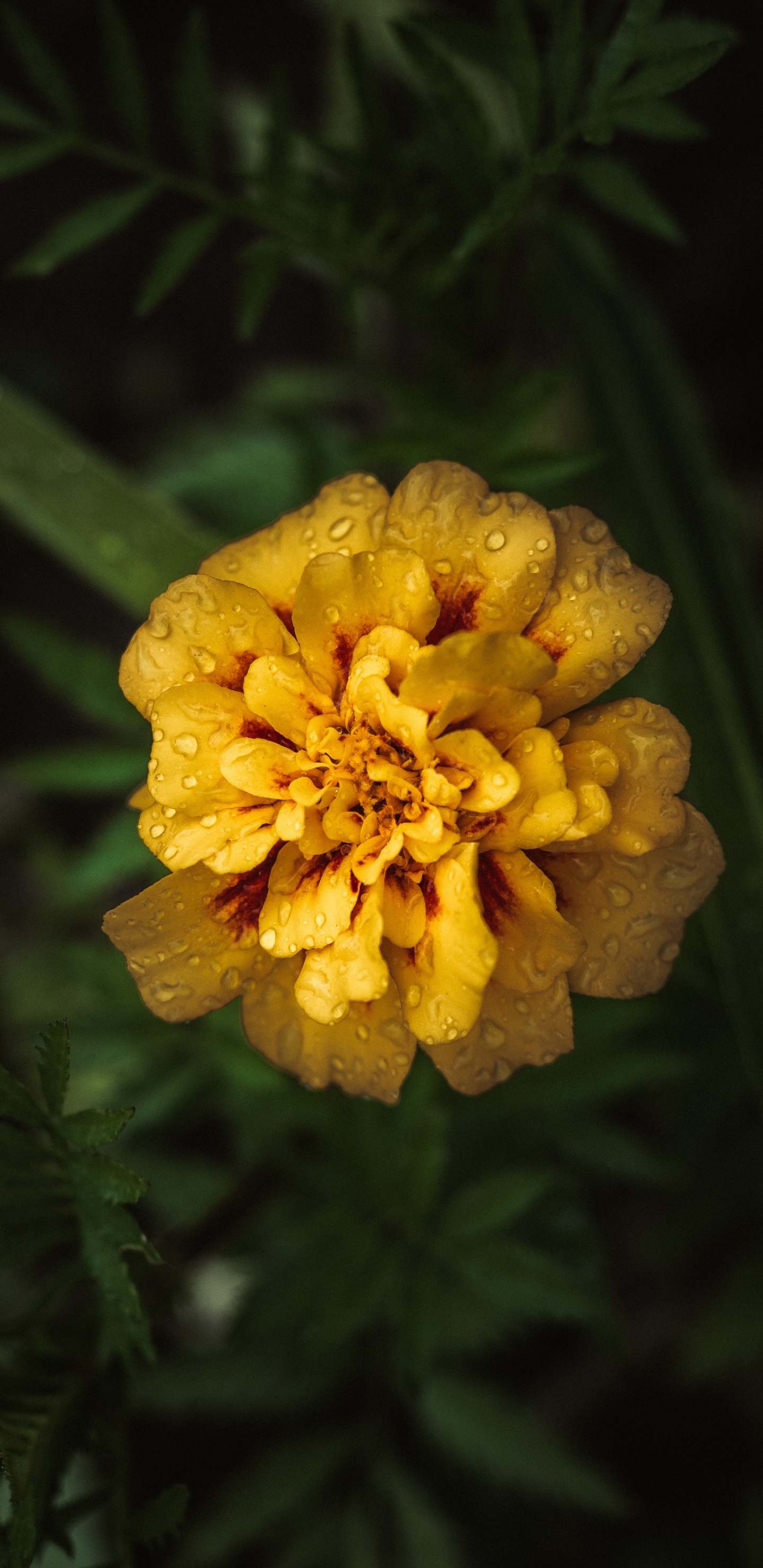 Gelbe Blume in Tilt-Shift-Linse. Wallpaper in 1440x2960 Resolution