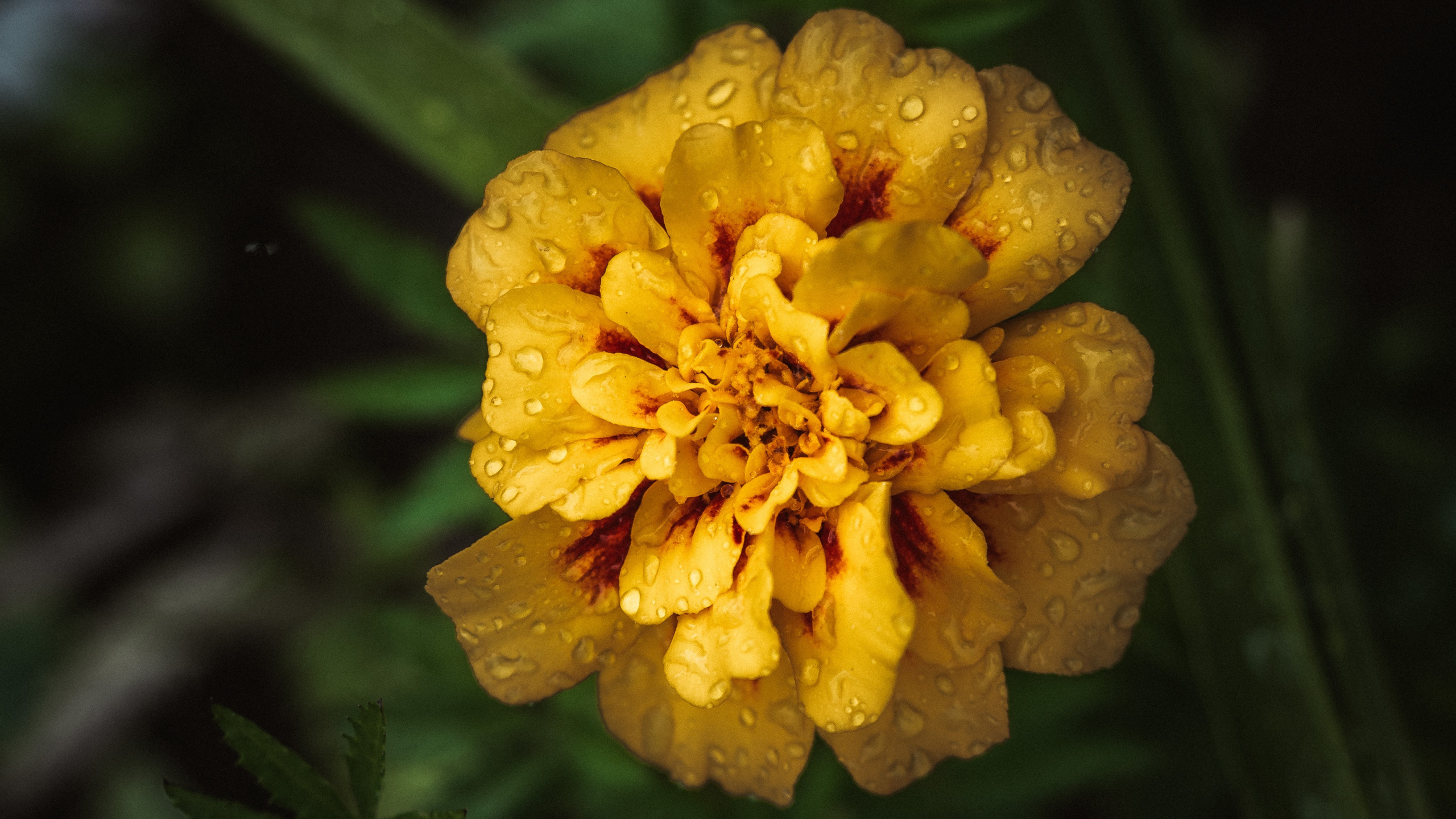 Gelbe Blume in Tilt-Shift-Linse. Wallpaper in 2560x1440 Resolution