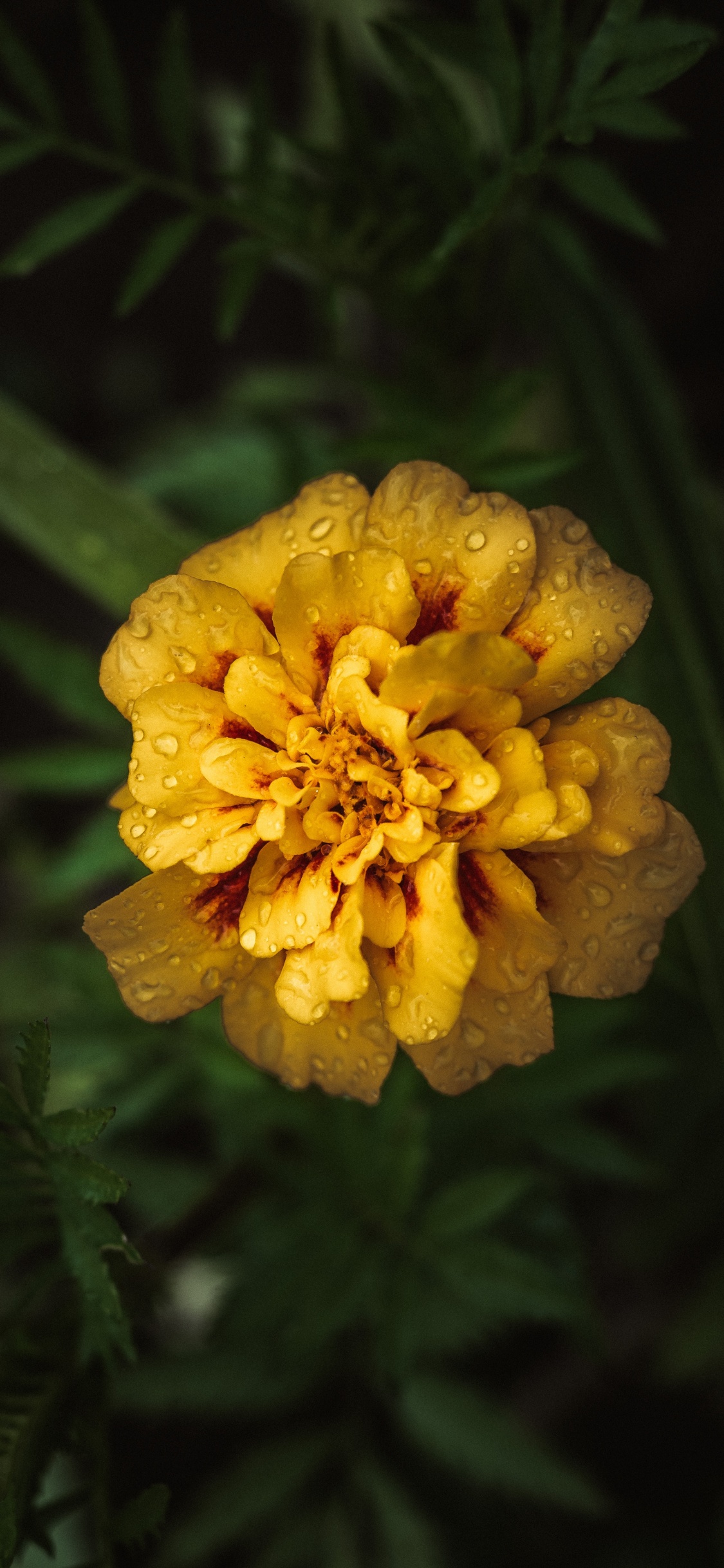 Fleur Jaune Dans L'objectif à Basculement. Wallpaper in 1125x2436 Resolution