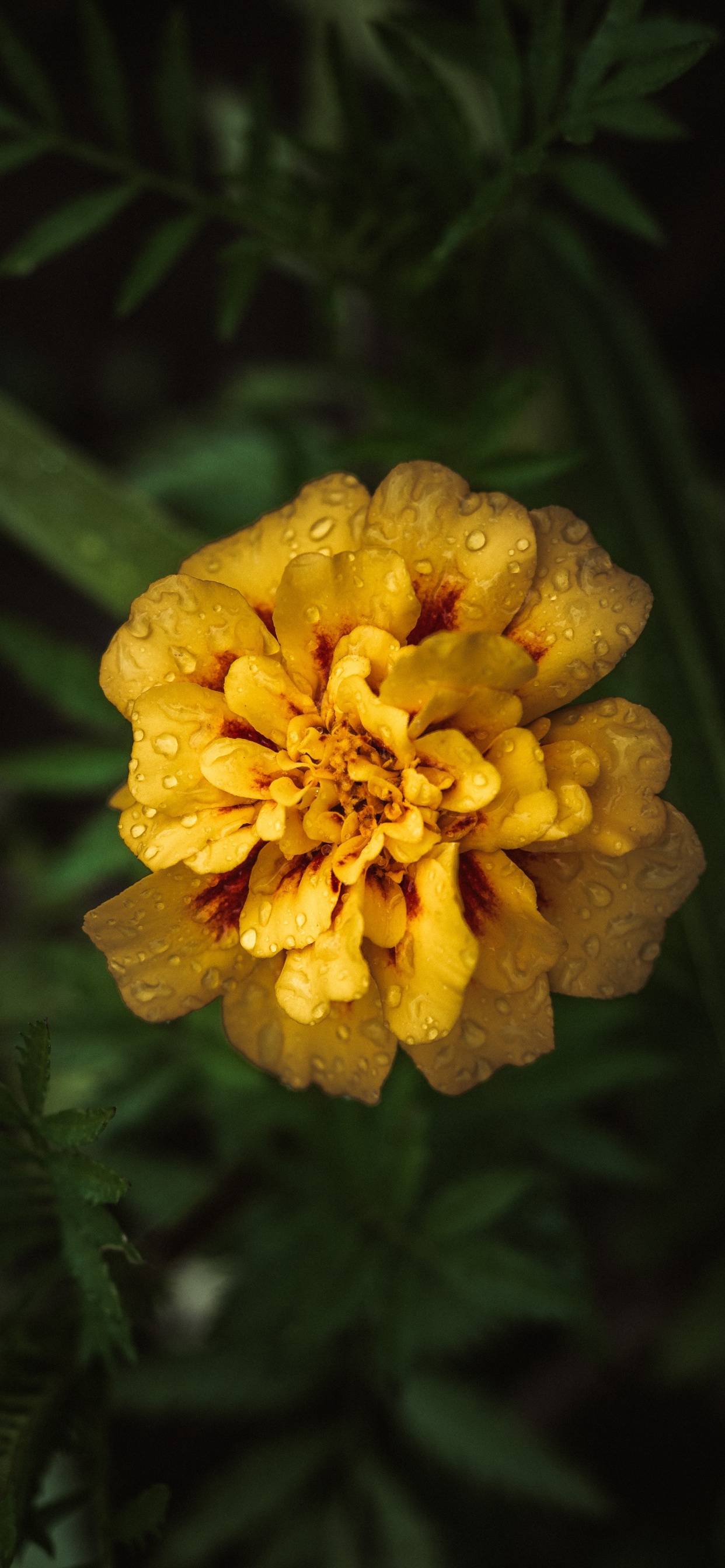 Fleur Jaune Dans L'objectif à Basculement. Wallpaper in 1242x2688 Resolution