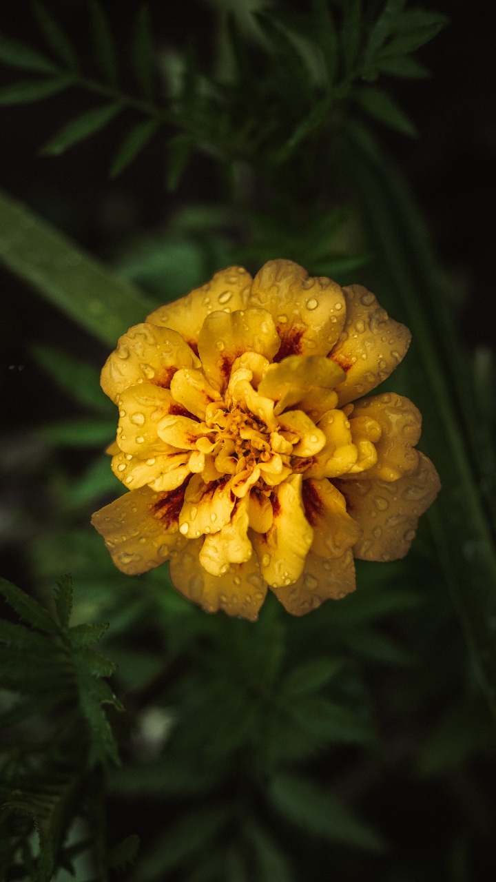 Yellow Flower in Tilt Shift Lens. Wallpaper in 720x1280 Resolution