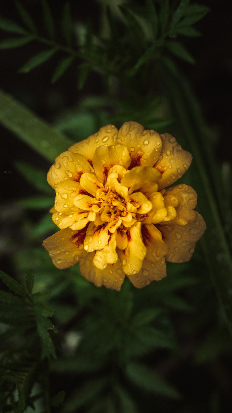 Yellow Flower in Tilt Shift Lens. Wallpaper in 750x1334 Resolution