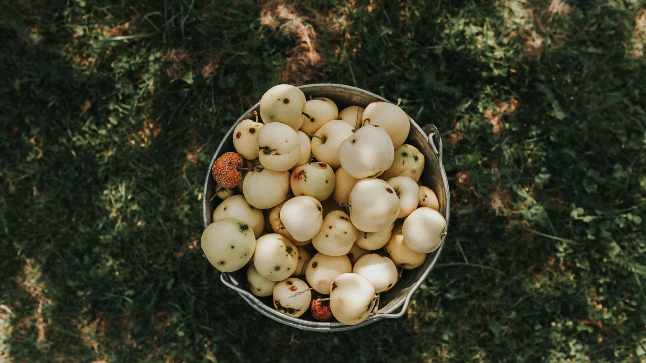 White Eggs on Stainless Steel Bowl. Wallpaper in 1280x720 Resolution