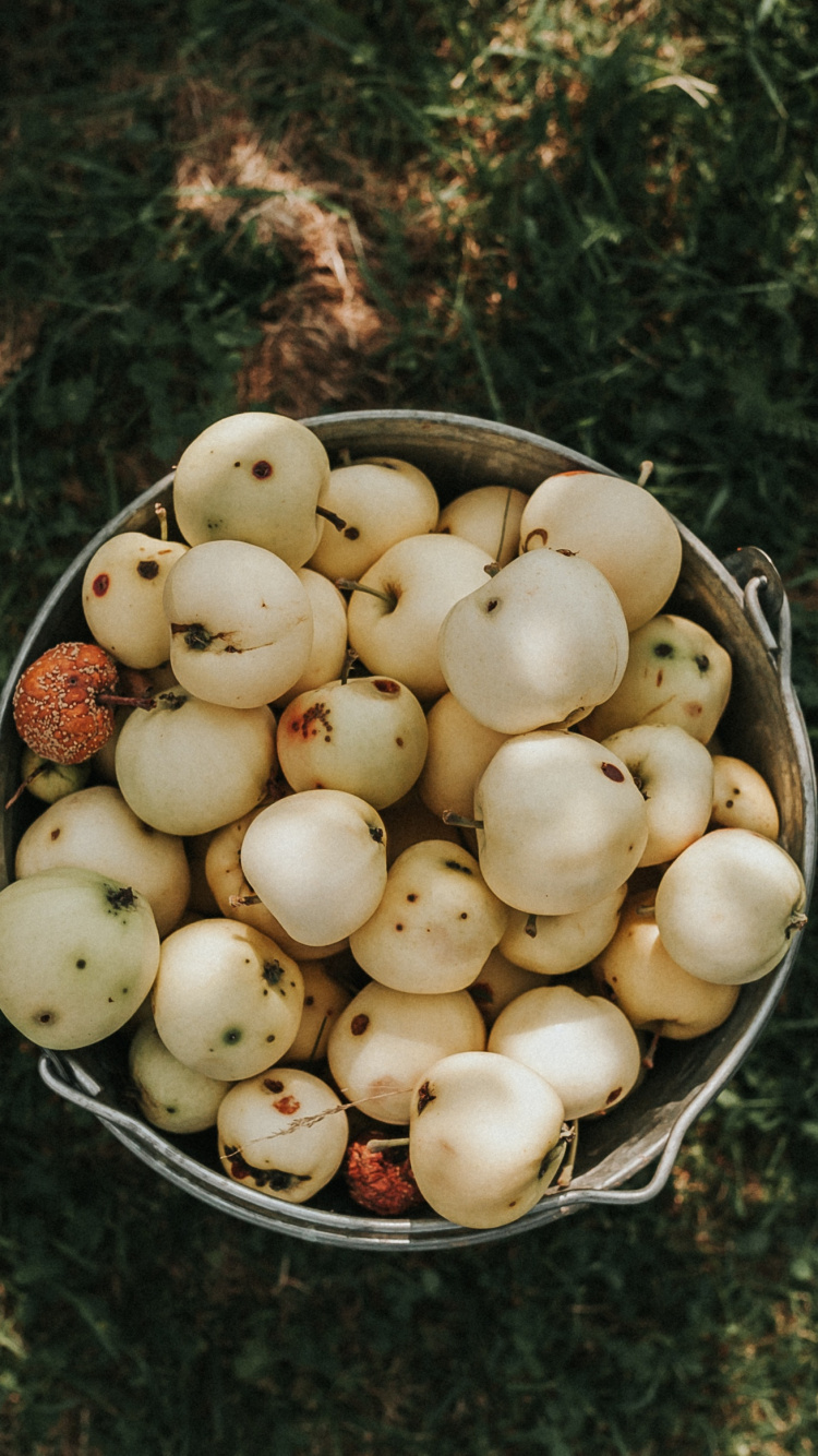 Huevos Blancos en Recipiente de Acero Inoxidable. Wallpaper in 750x1334 Resolution