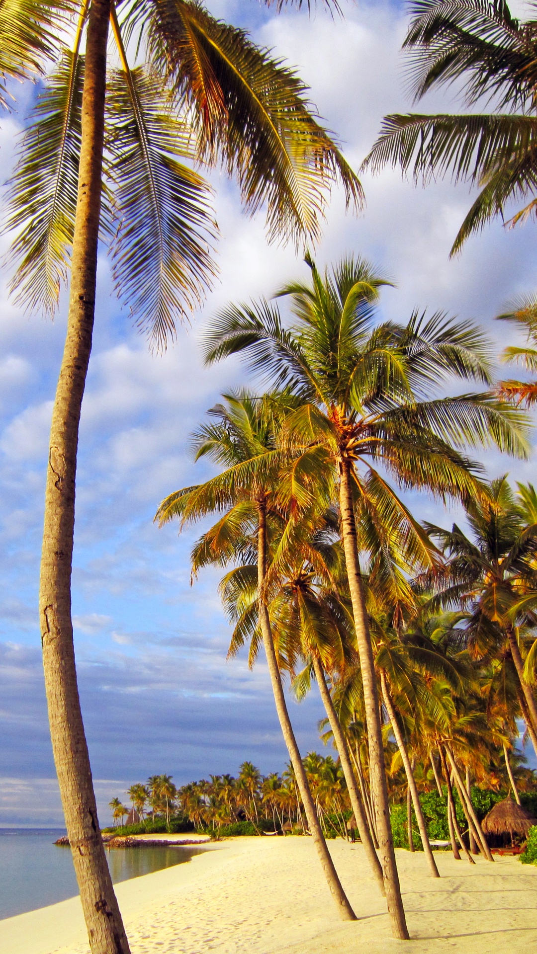 Palm Tree on Beach Shore During Daytime. Wallpaper in 1080x1920 Resolution