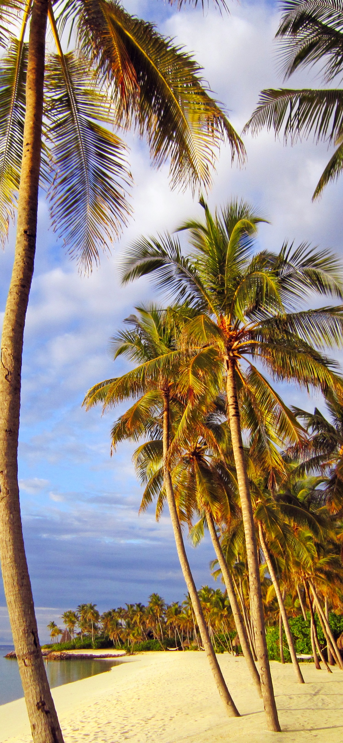 Palm Tree on Beach Shore During Daytime. Wallpaper in 1125x2436 Resolution