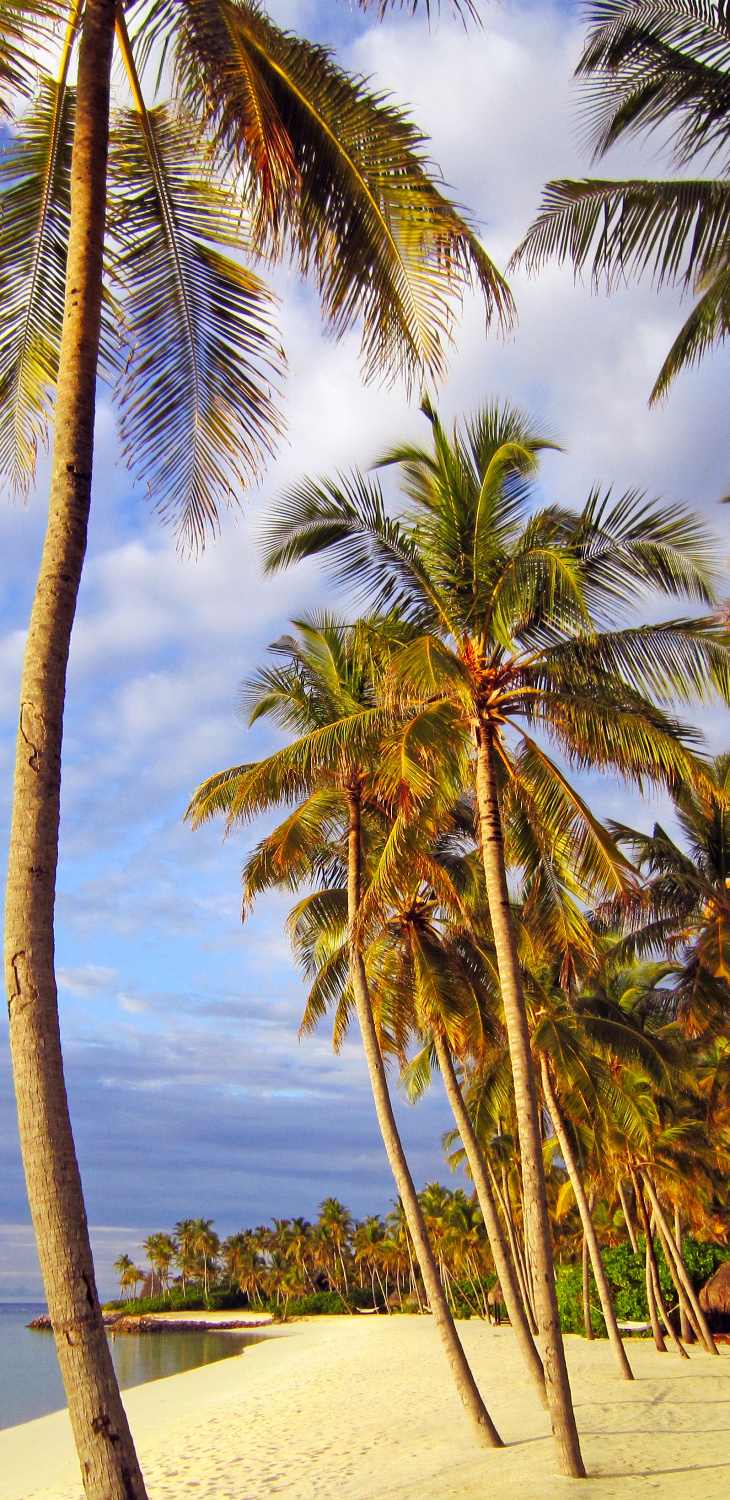 Palm Tree on Beach Shore During Daytime. Wallpaper in 1440x2960 Resolution
