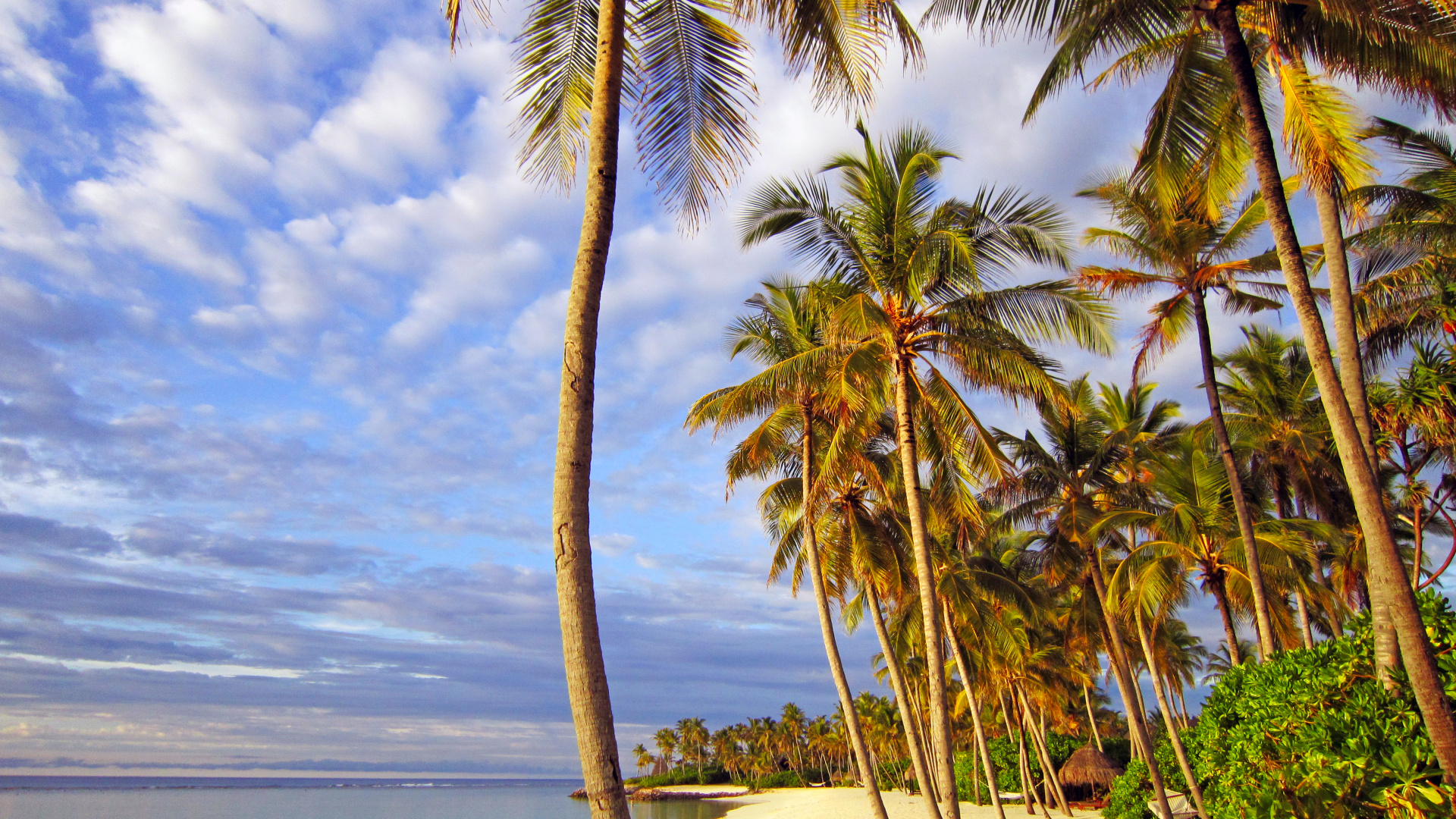 Palm Tree on Beach Shore During Daytime. Wallpaper in 1920x1080 Resolution