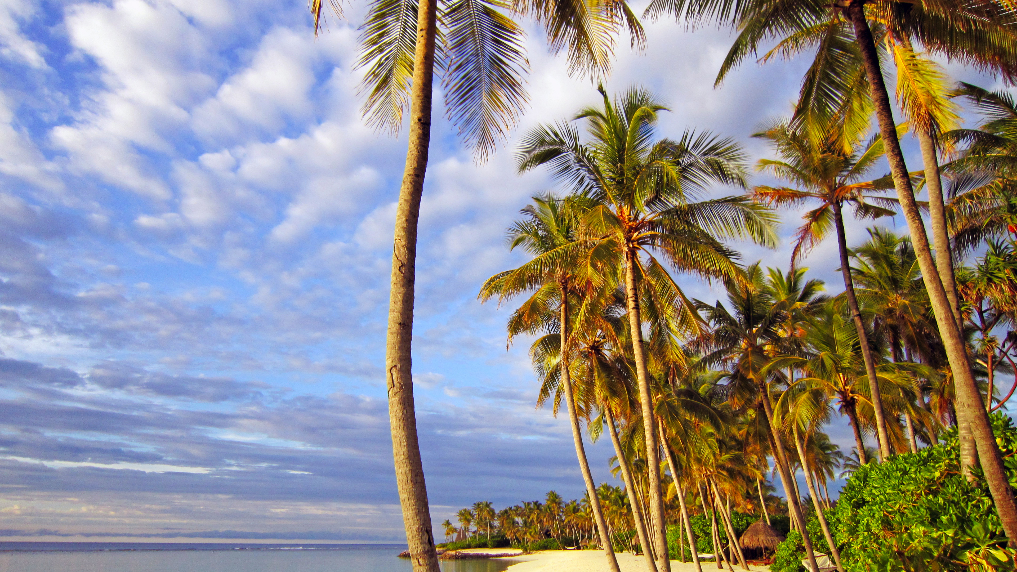 Palm Tree on Beach Shore During Daytime. Wallpaper in 3840x2160 Resolution