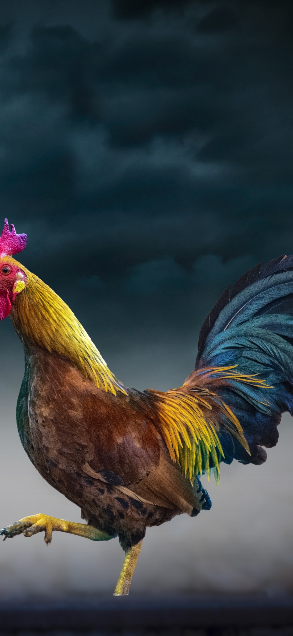 Chicken, Rooster, Bird, Galliformes, Fowl. Wallpaper in 1242x2688 Resolution