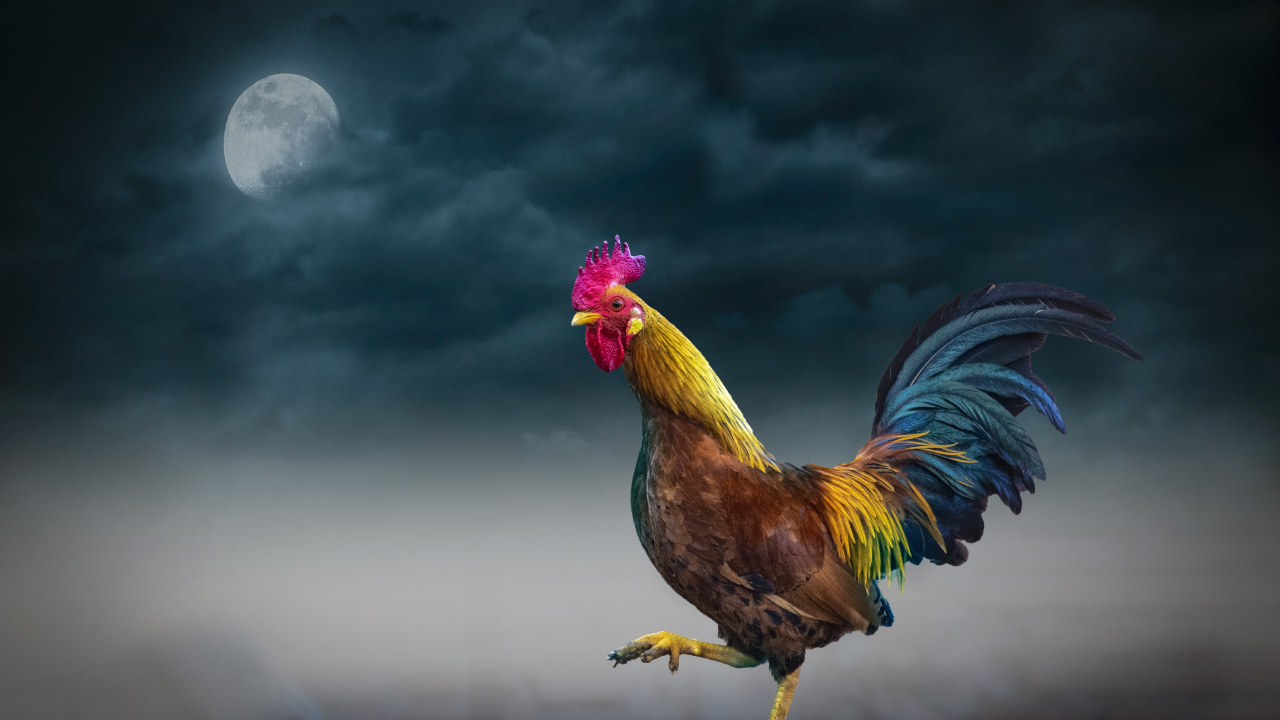 Chicken, Rooster, Bird, Galliformes, Fowl. Wallpaper in 1280x720 Resolution