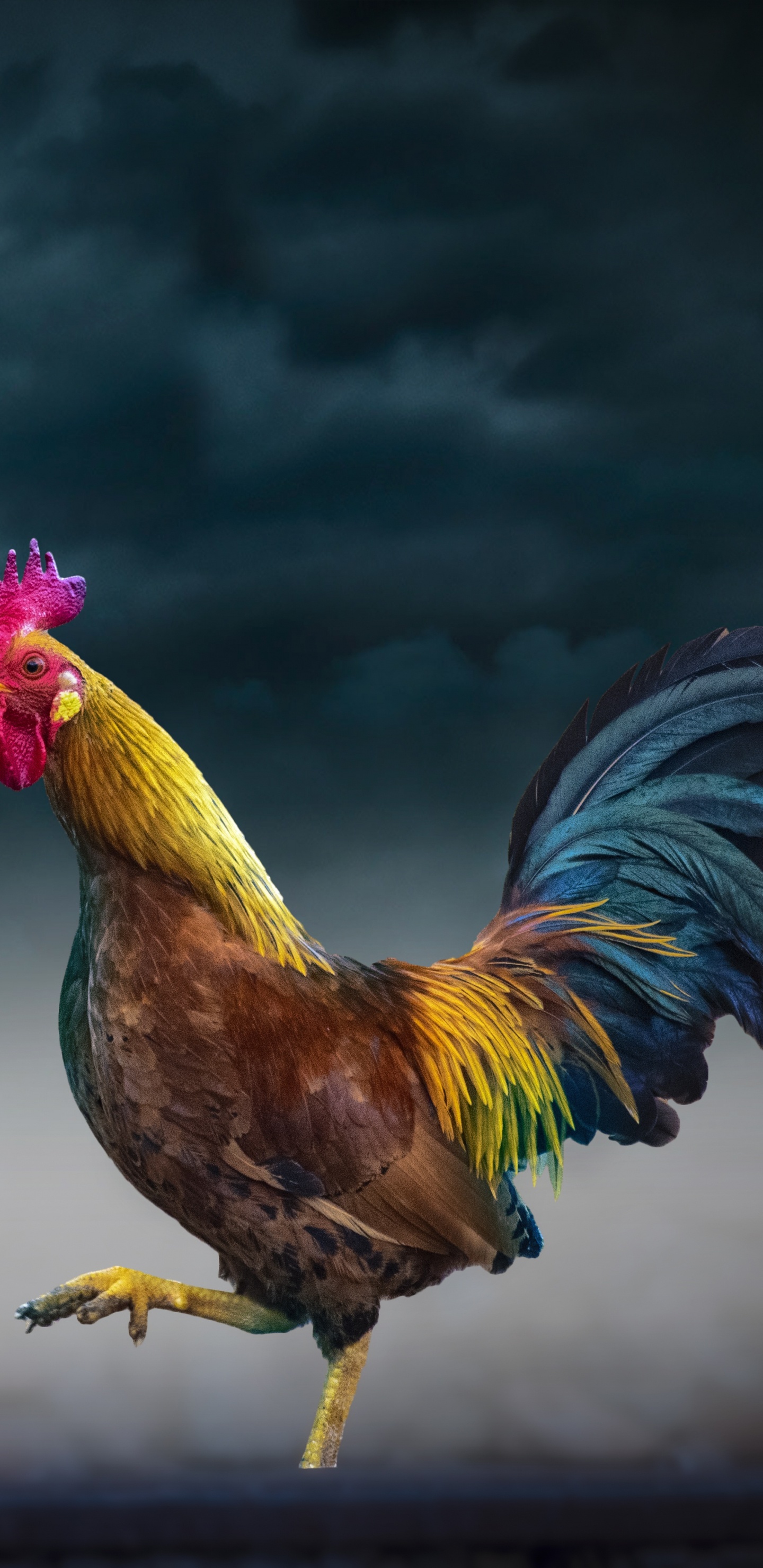 Chicken, Rooster, Bird, Galliformes, Fowl. Wallpaper in 1440x2960 Resolution