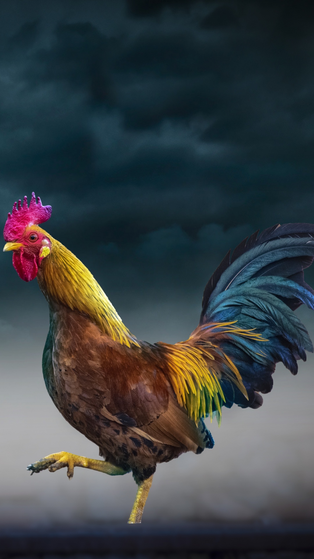 Poulet, Coq, Oiseau, Les Galliformes, Bec. Wallpaper in 1080x1920 Resolution