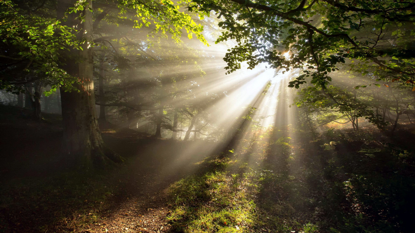 Arbres Verts Sur Sol Brun. Wallpaper in 1366x768 Resolution