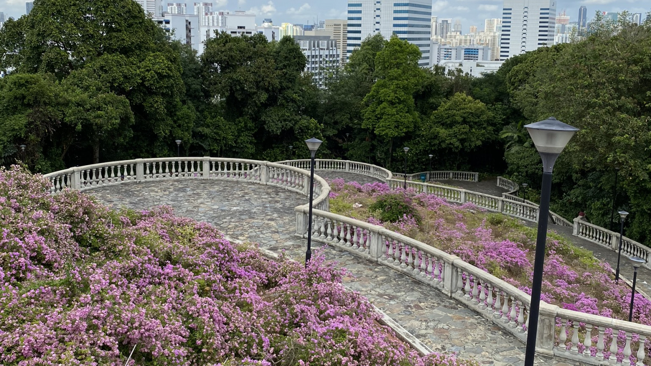 Flower, Body of Water, Nature, Vegetation, Petal. Wallpaper in 1280x720 Resolution