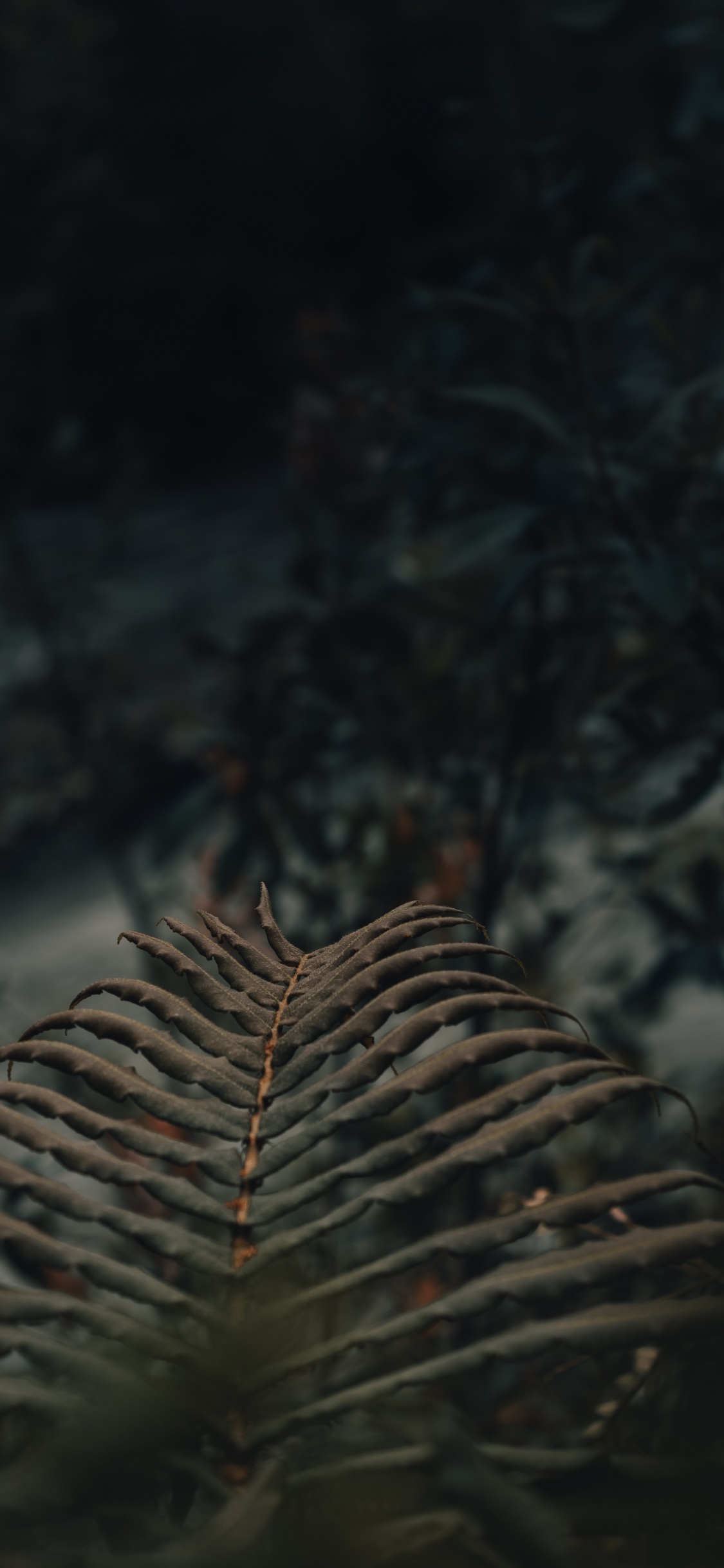 Branche D'arbre Brun en Photographie Rapprochée. Wallpaper in 1125x2436 Resolution