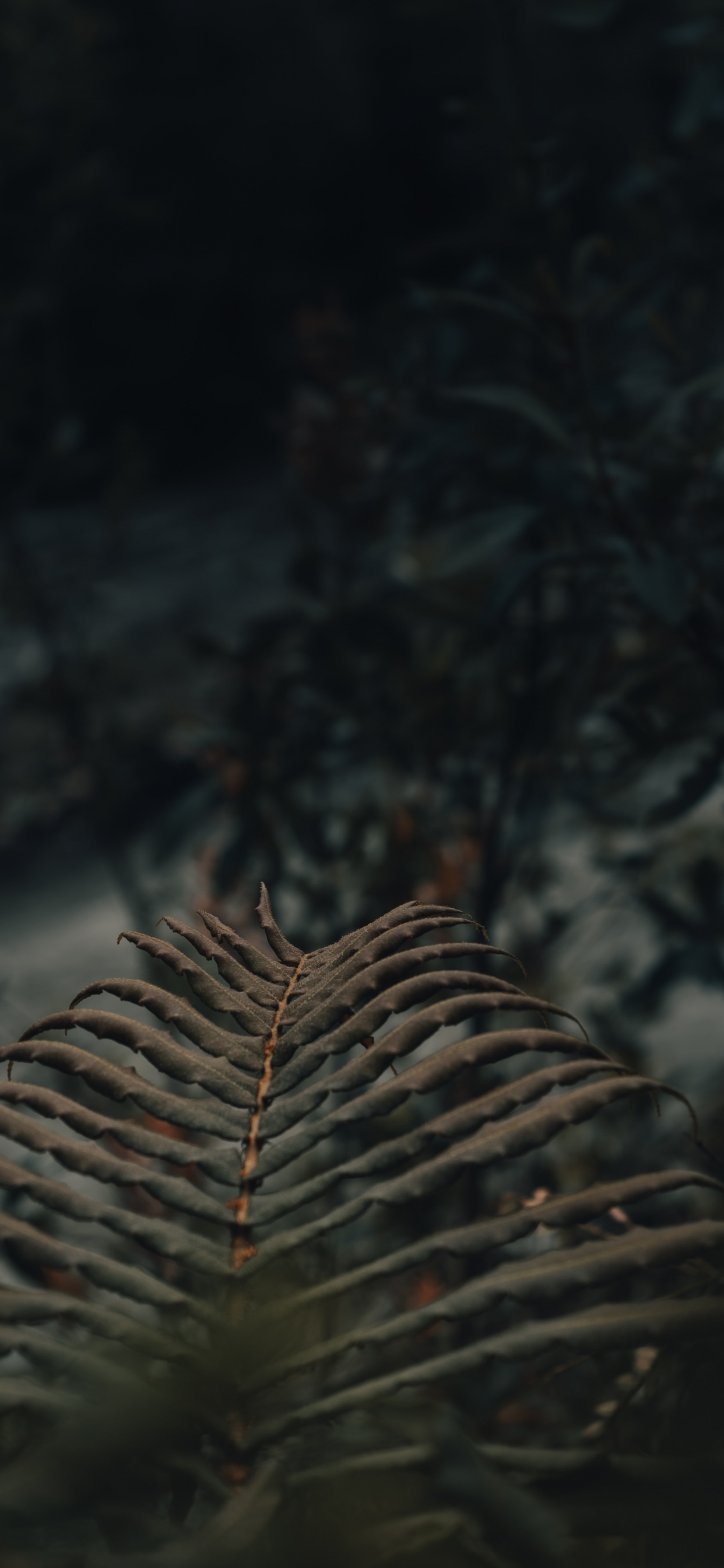 Branche D'arbre Brun en Photographie Rapprochée. Wallpaper in 1242x2688 Resolution