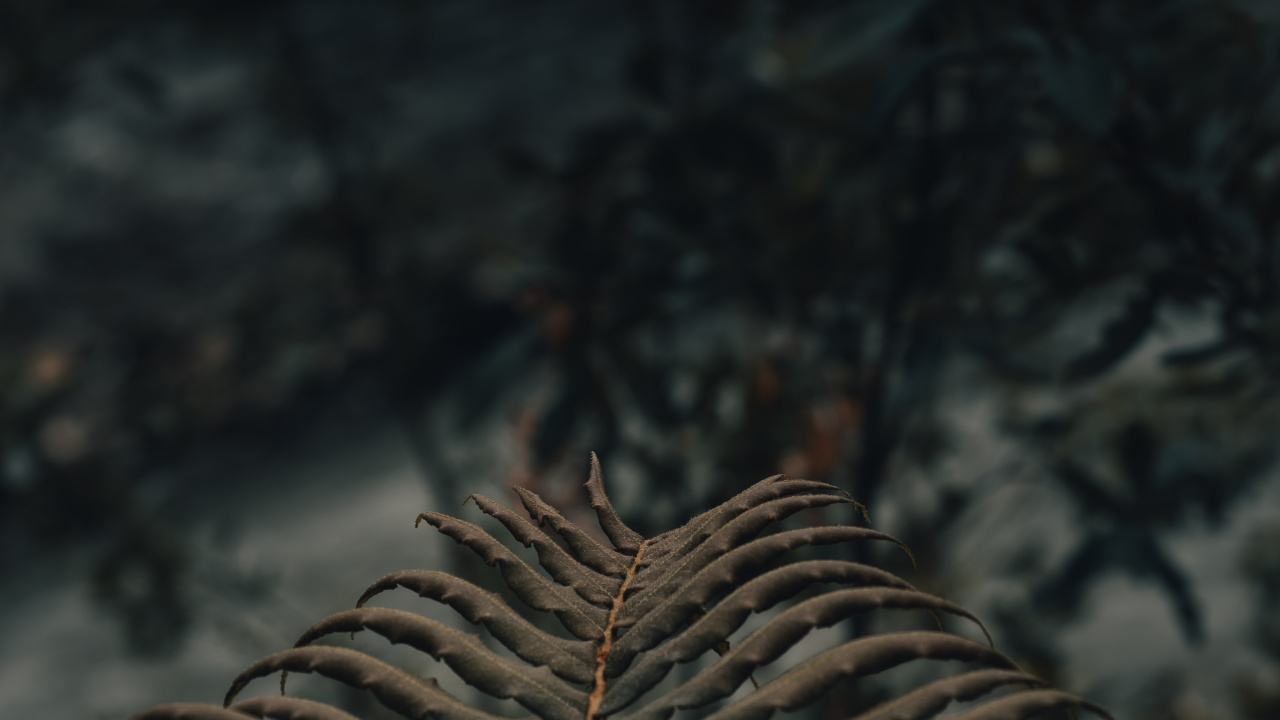 Branche D'arbre Brun en Photographie Rapprochée. Wallpaper in 1280x720 Resolution